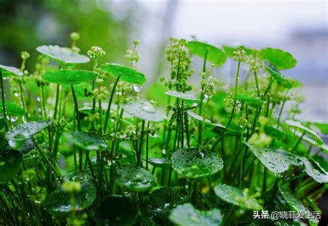 喜濕植物|8種「喜水花」，不怕澆死了，越澆水長得越旺，手不。